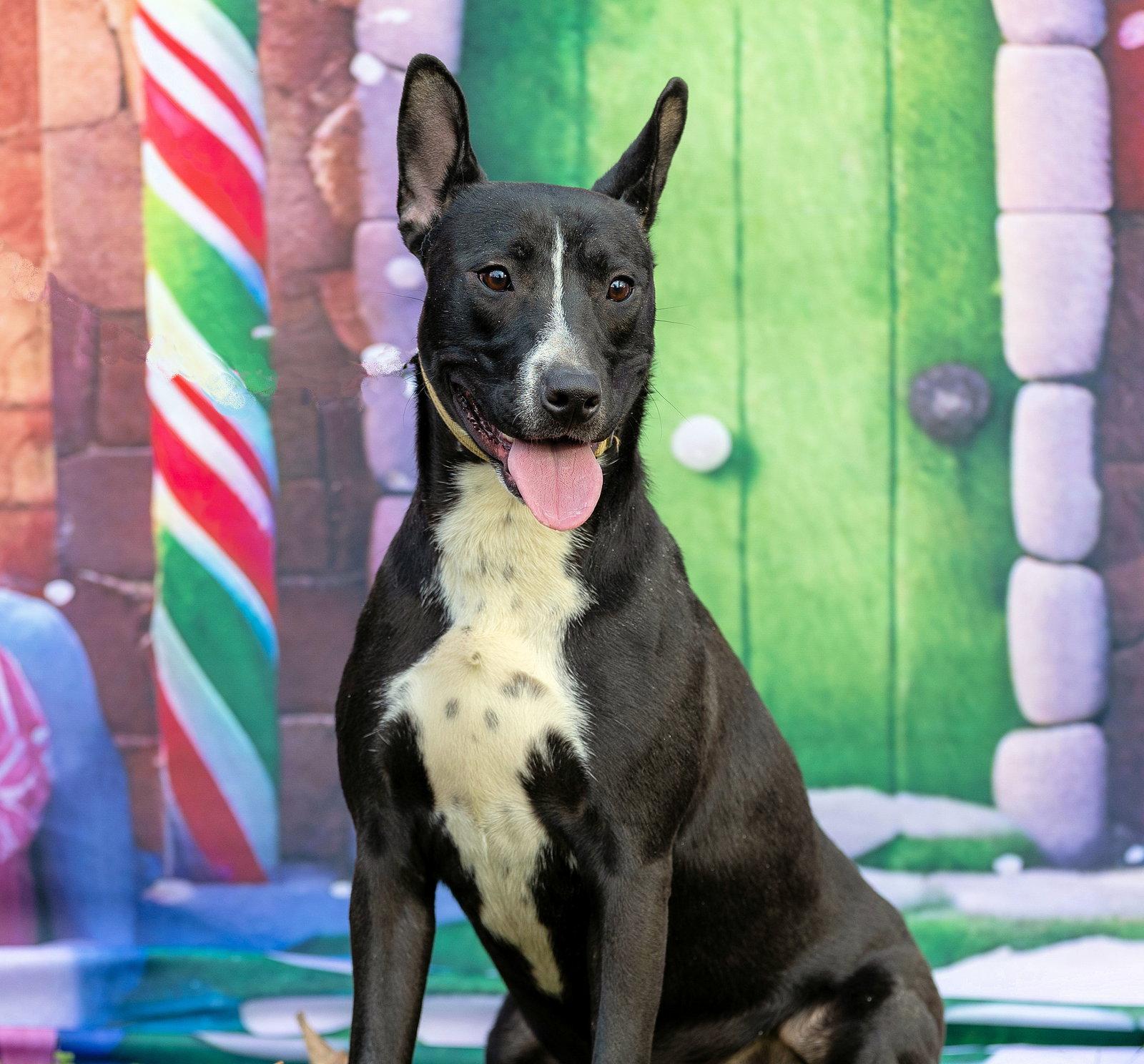 Venus, Adopted, Young Female Bull Terrier.
