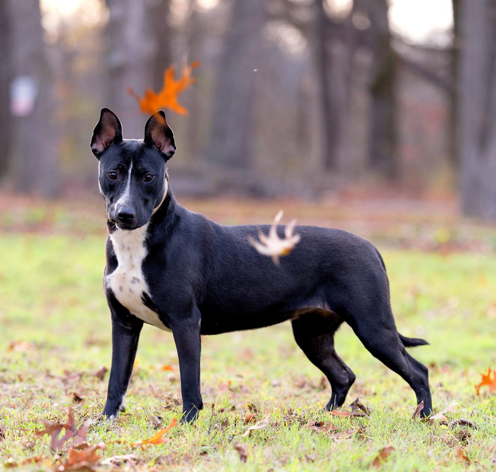 Enlarge Venus, a Adopted Bull Terrier in Munford, TN image 2/3