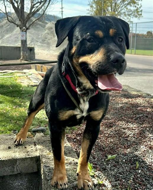 Enlarge Vinny, a ADOPTABLE Rottweiler in Phoenix, OR image 4/4