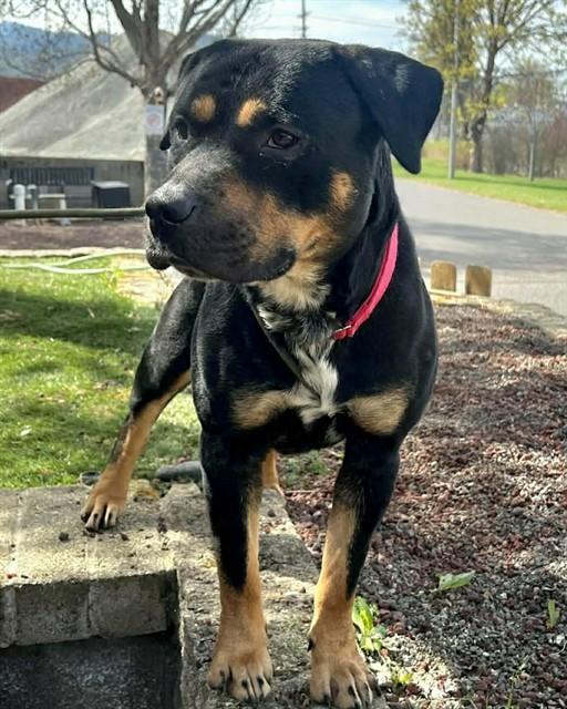 Enlarge Vinny, a ADOPTABLE Rottweiler in Phoenix, OR image 3/4