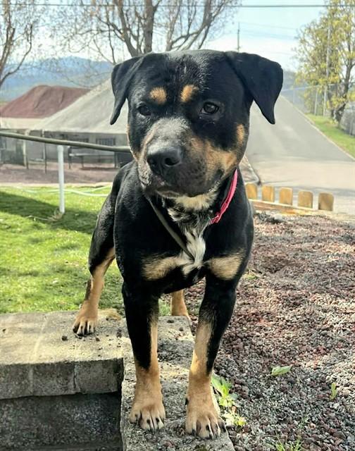 Enlarge Vinny, a ADOPTABLE Rottweiler in Phoenix, OR image 2/4