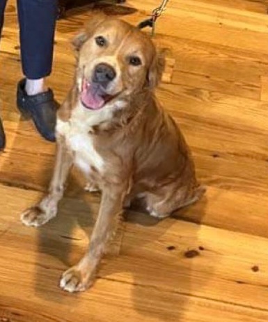 Spike-Mississippi , Adopted, Young Male Nova Scotia Duck Tolling Retriever & Mixed Breed.