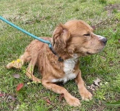 Enlarge Spike-Mississippi , a Adopted mixed breed in St Helena Island, SC image 2/3