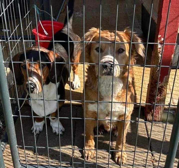 Enlarge Spike-Mississippi , a Adopted mixed breed in St Helena Island, SC image 3/3