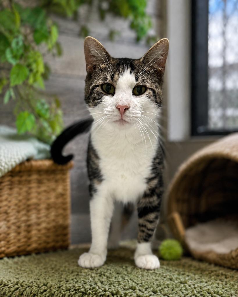 Gris Gris Bones, Adoptable, Young Male Domestic Short Hair.
