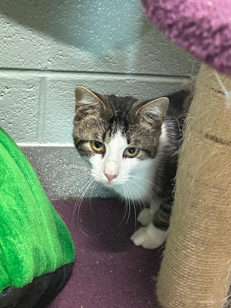 Gris Gris Bones, Adoptable, Young Male Domestic Short Hair.