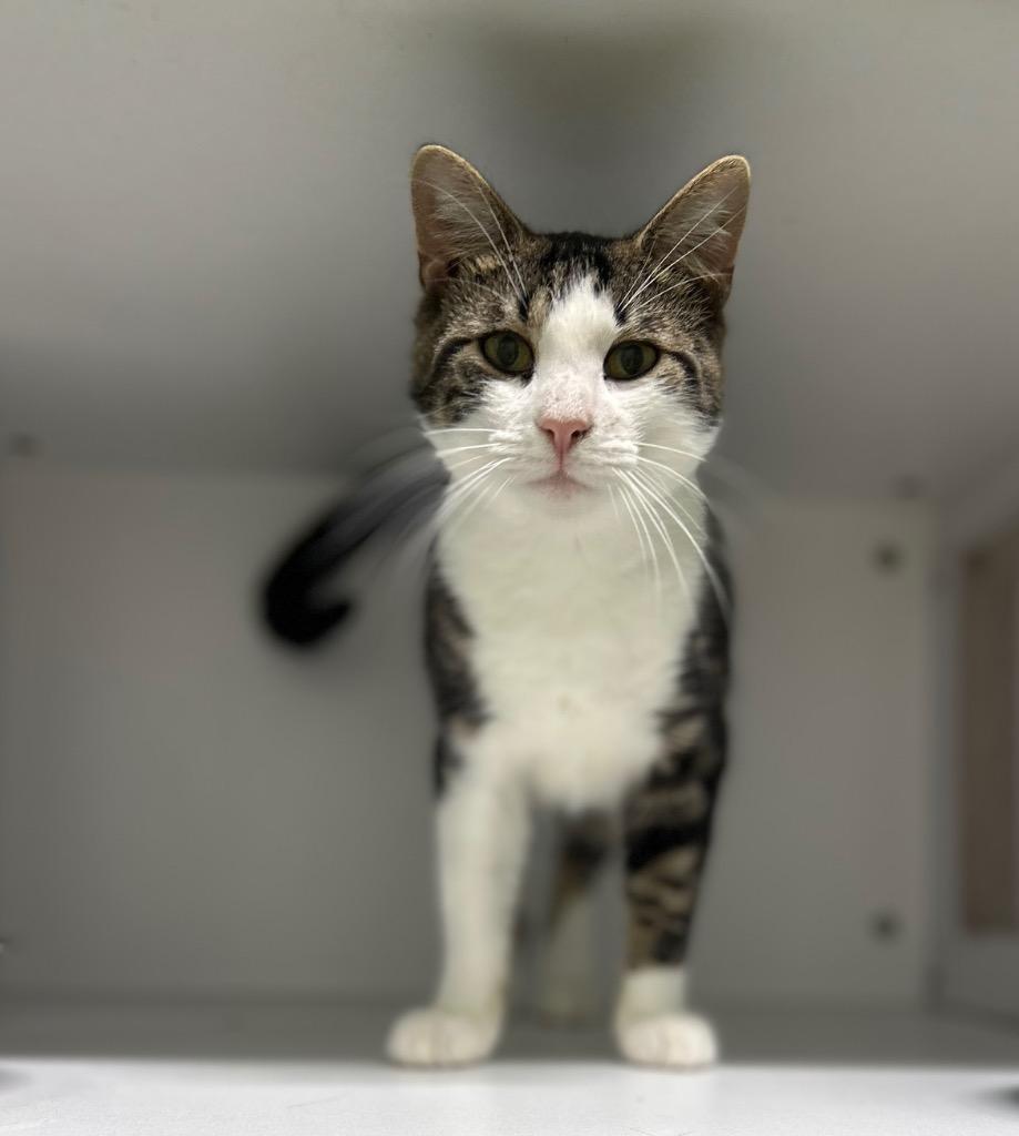 Gris Gris Bones, a Adoptable Domestic Short Hair in East Ridge, TN image 2/2