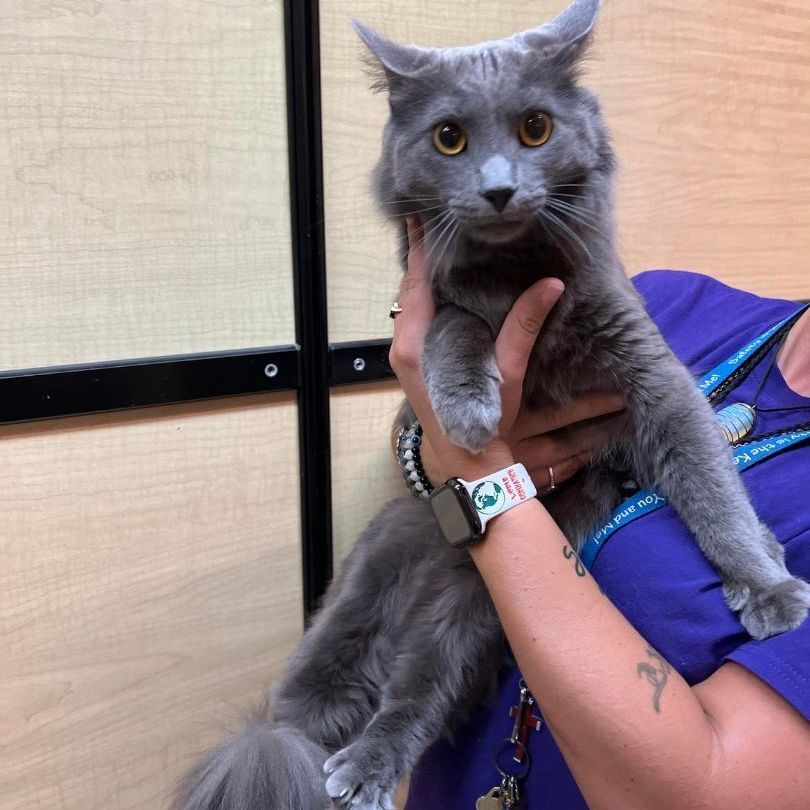Smokey, Adopted, Young Male Maine Coon & Domestic Long Hair.