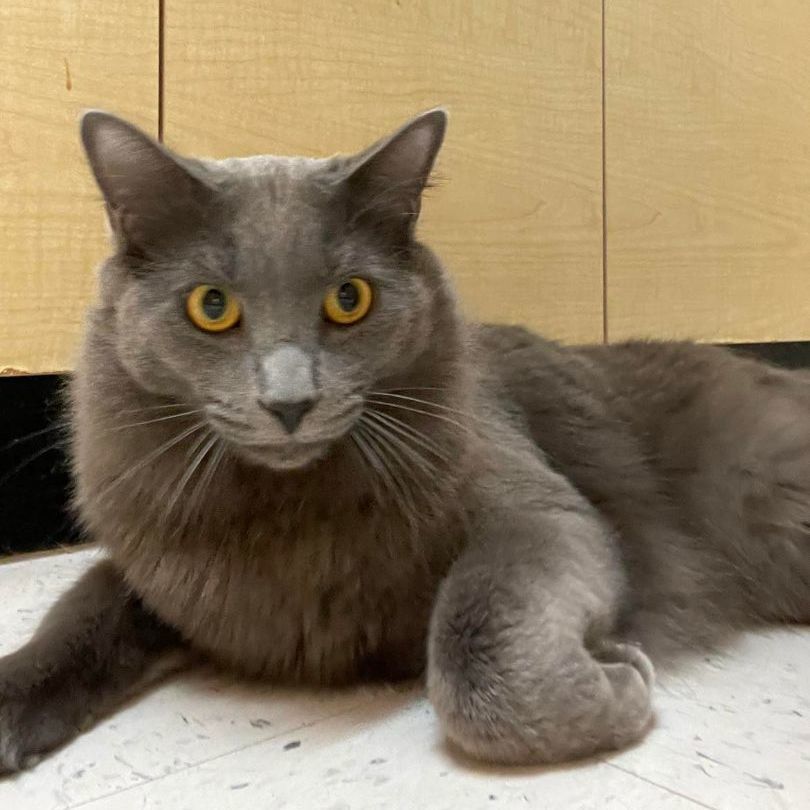 Smokey, a Adopted mixed breed in Miami, FL image 2/4