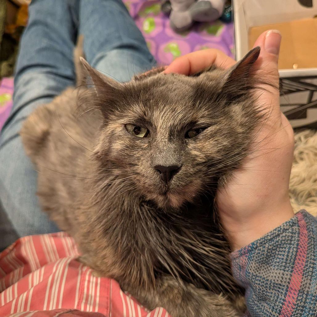 Enlarge Abby, a Adoptable Domestic Medium Hair in Lakewood, CO image 1/6