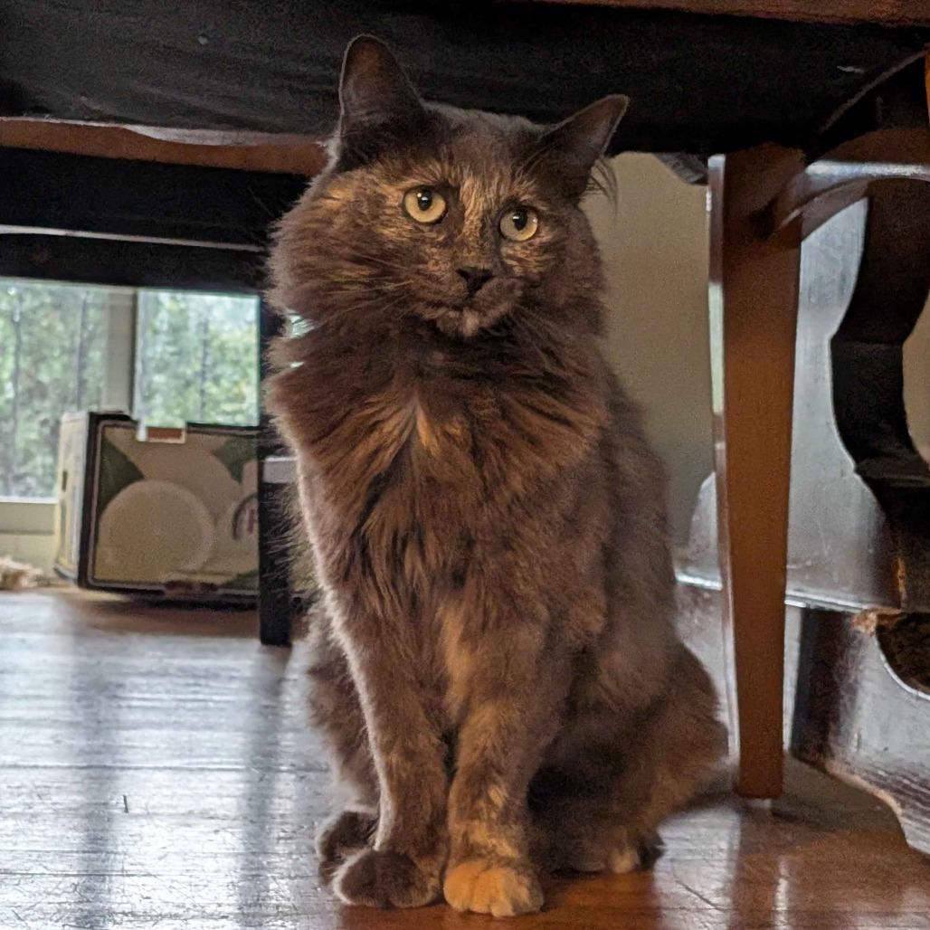 Enlarge Abby, a Adoptable Domestic Medium Hair in Lakewood, CO image 2/6