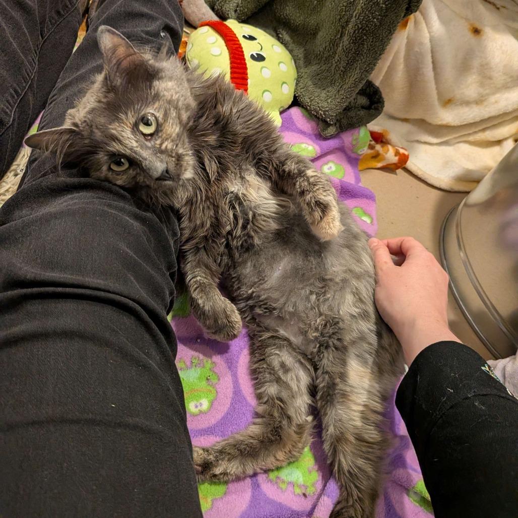 Enlarge Abby, a Adoptable Domestic Medium Hair in Lakewood, CO image 3/6