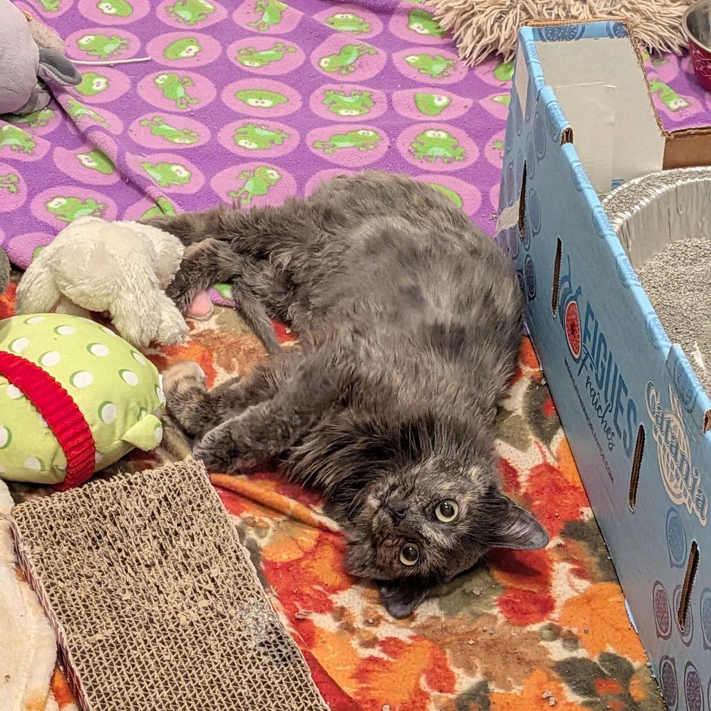 Enlarge Abby, a Adoptable Domestic Medium Hair in Lakewood, CO image 4/6