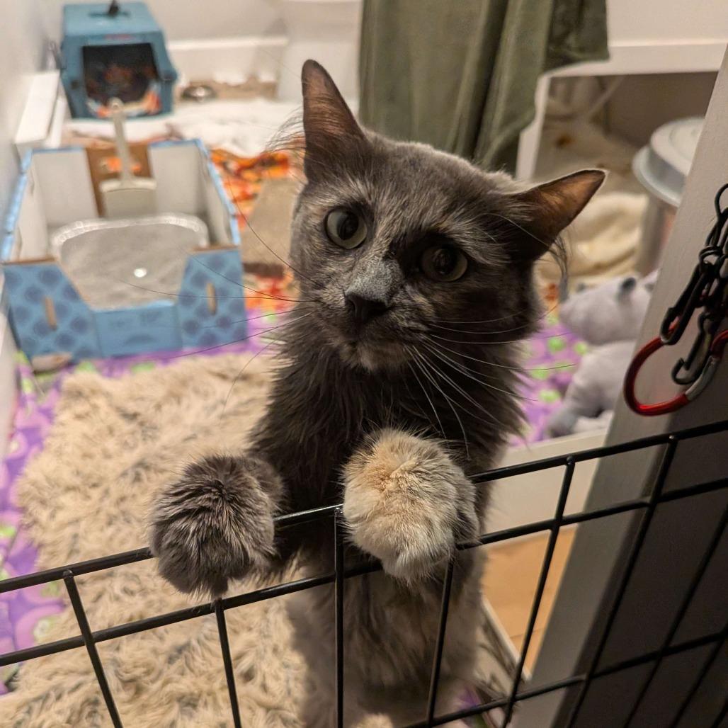 Enlarge Abby, a Adoptable Domestic Medium Hair in Lakewood, CO image 5/6