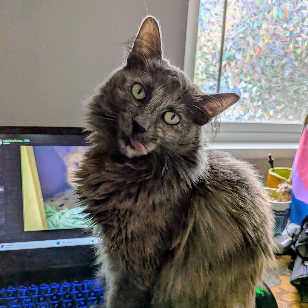 Enlarge Abby, a Adoptable Domestic Medium Hair in Lakewood, CO image 6/6