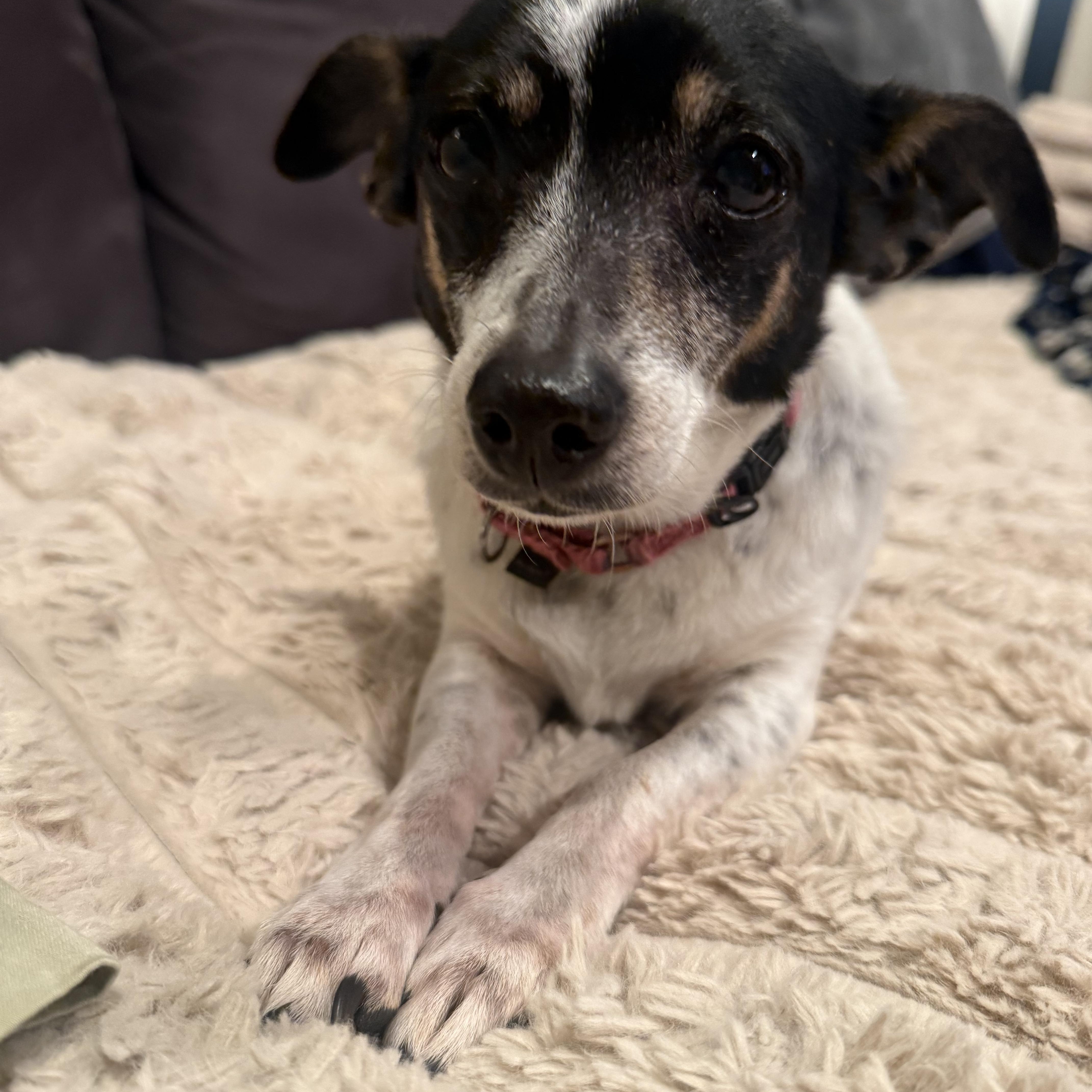 Enlarge Lola , a Adoptable mixed breed in Stamford, CT image 5/6