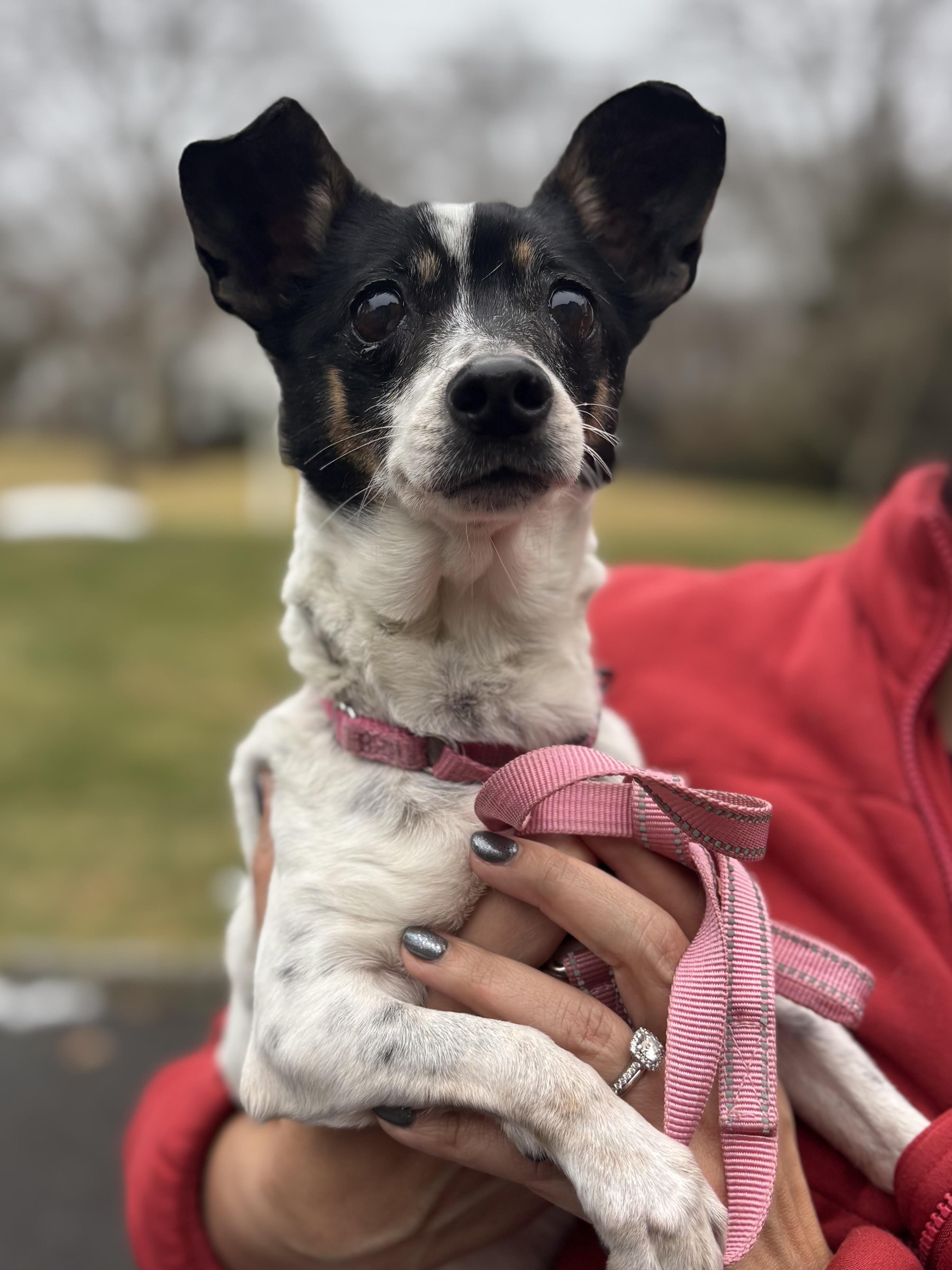 Enlarge Lola , a Adoptable mixed breed in Stamford, CT image 2/6