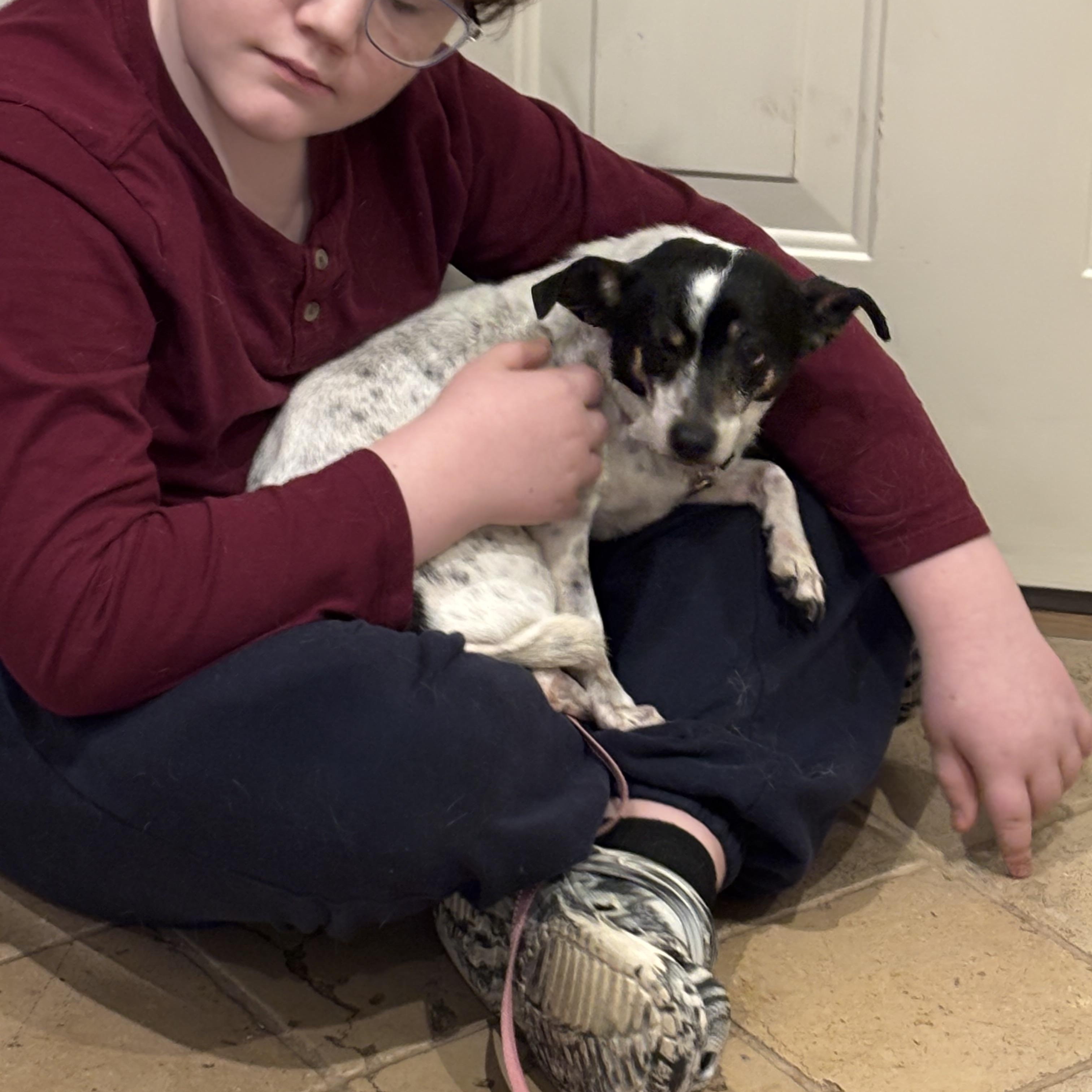 Enlarge Lola , a Adoptable mixed breed in Stamford, CT image 4/6