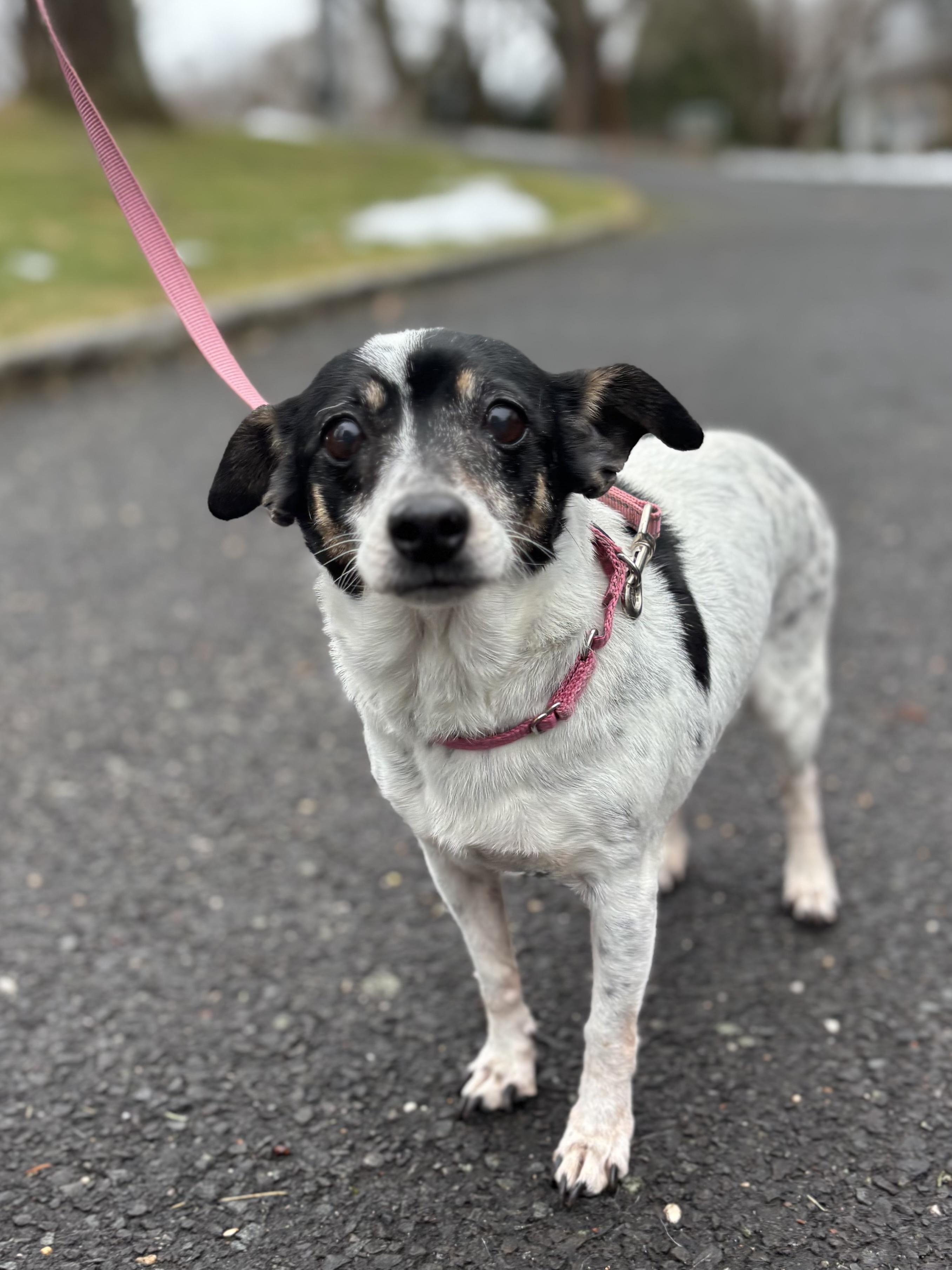 Lola , Adoptable, Senior Female Chihuahua.