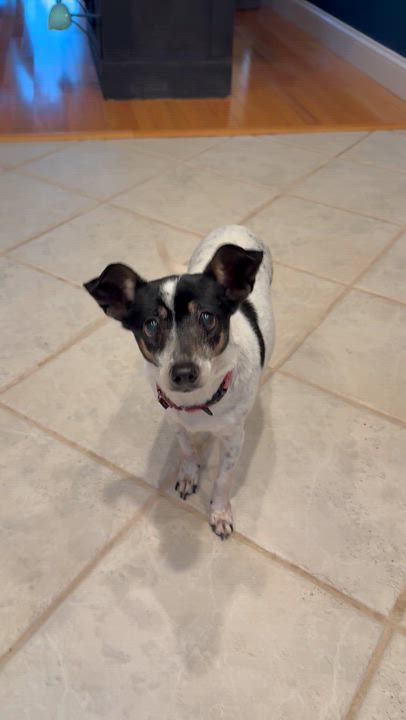 Enlarge Lola , a Adoptable mixed breed in Stamford, CT video 6/6