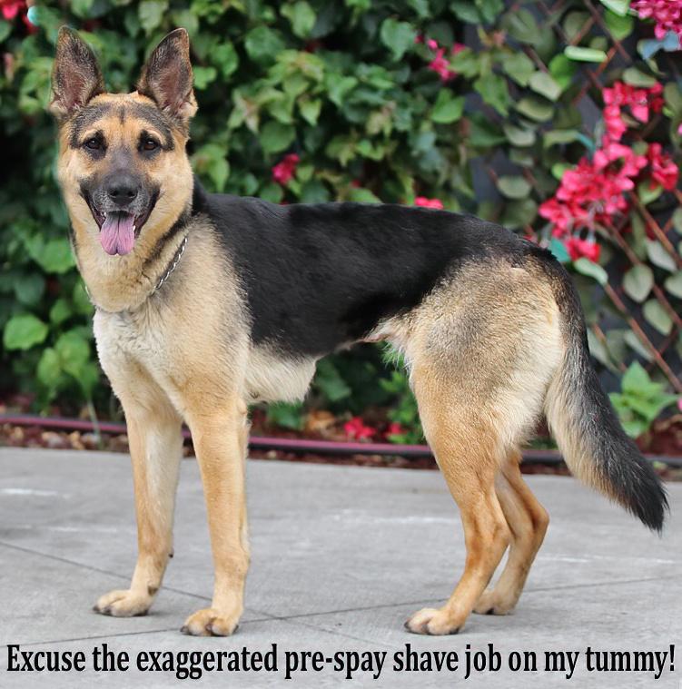 Rola von Riesa", a Adoptable German Shepherd Dog in Los Angeles, CA image 6/6