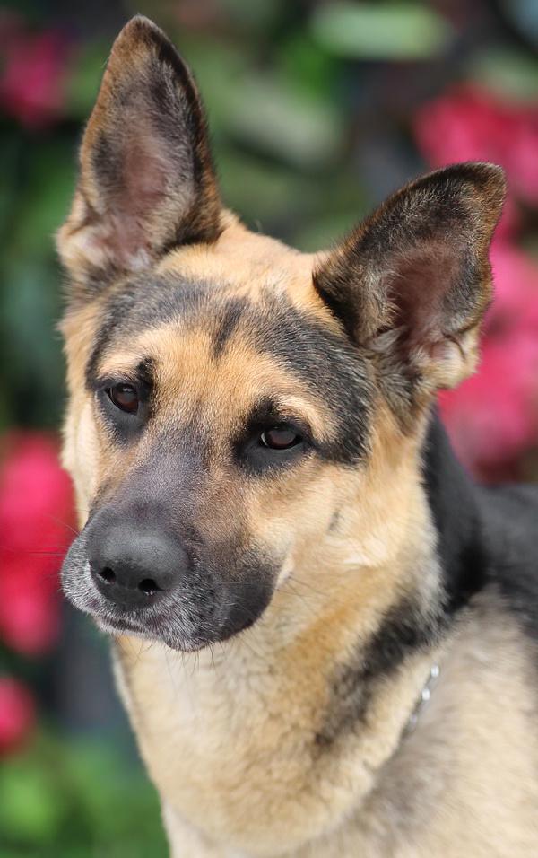 Rola von Riesa", a Adoptable German Shepherd Dog in Los Angeles, CA image 3/6
