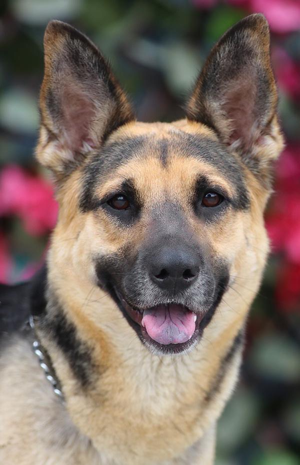 Rola von Riesa", a Adoptable German Shepherd Dog in Los Angeles, CA image 1/6