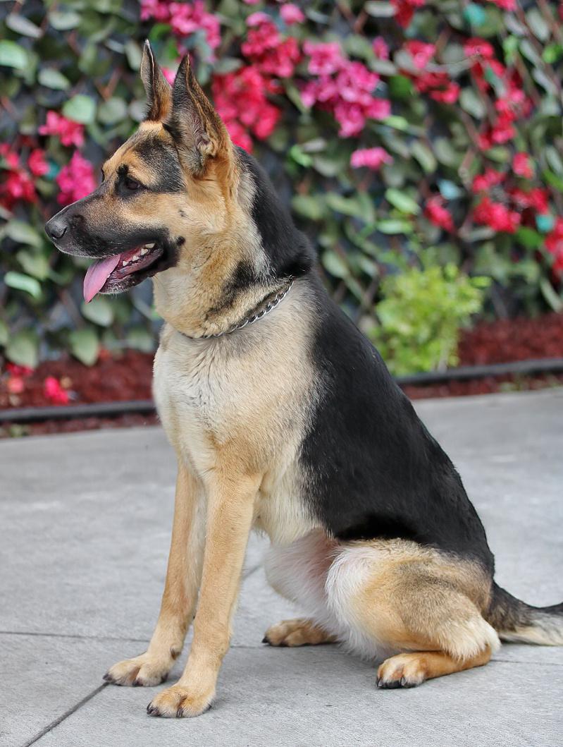 Rola von Riesa", a Adoptable German Shepherd Dog in Los Angeles, CA image 4/6