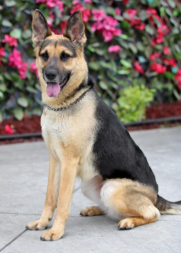 Rola von Riesa", a Adoptable German Shepherd Dog in Los Angeles, CA image 5/6