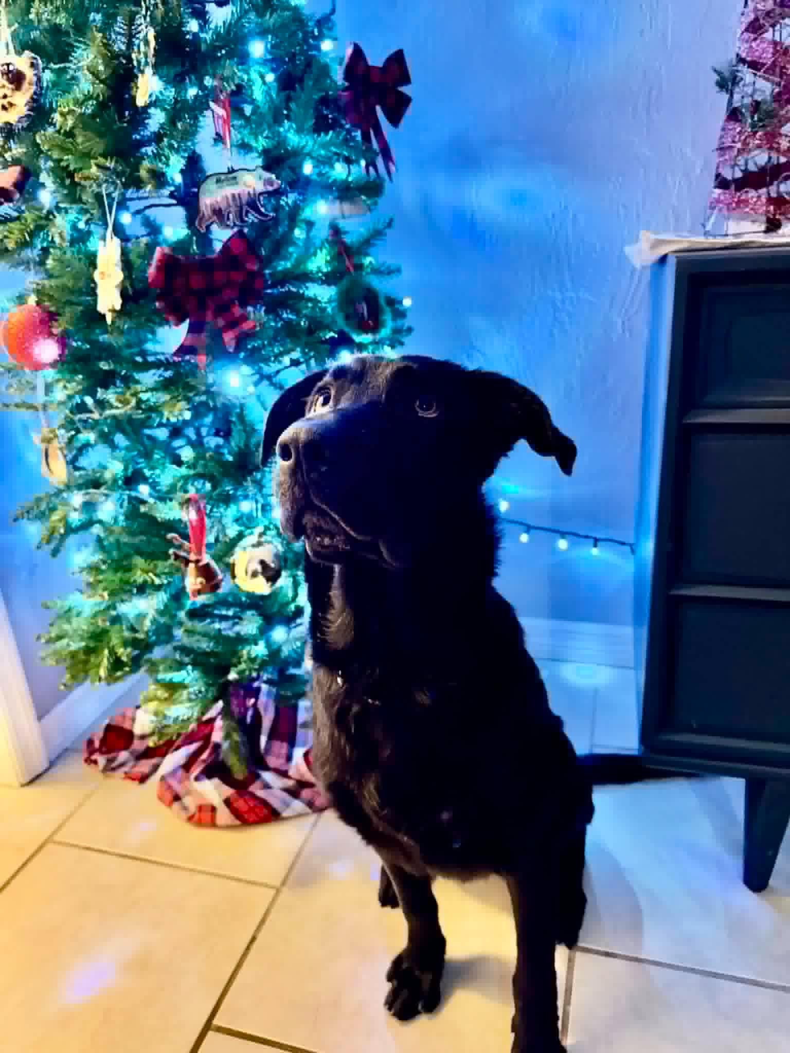 Chance, ADOPTABLE, Young Male Black Labrador Retriever & Shepherd.