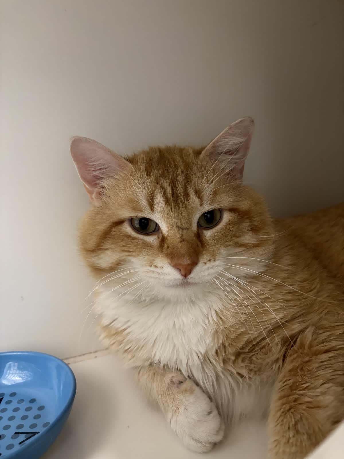 Enlarge Leopold, a ADOPTABLE Domestic Medium Hair in Hillsboro, MO image 1/3
