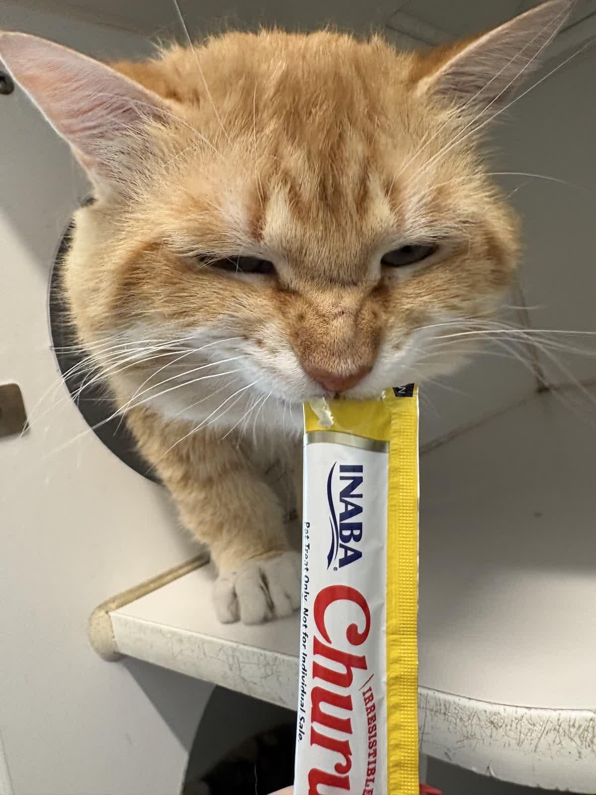 Enlarge Leopold, a ADOPTABLE Domestic Medium Hair in Hillsboro, MO image 3/3