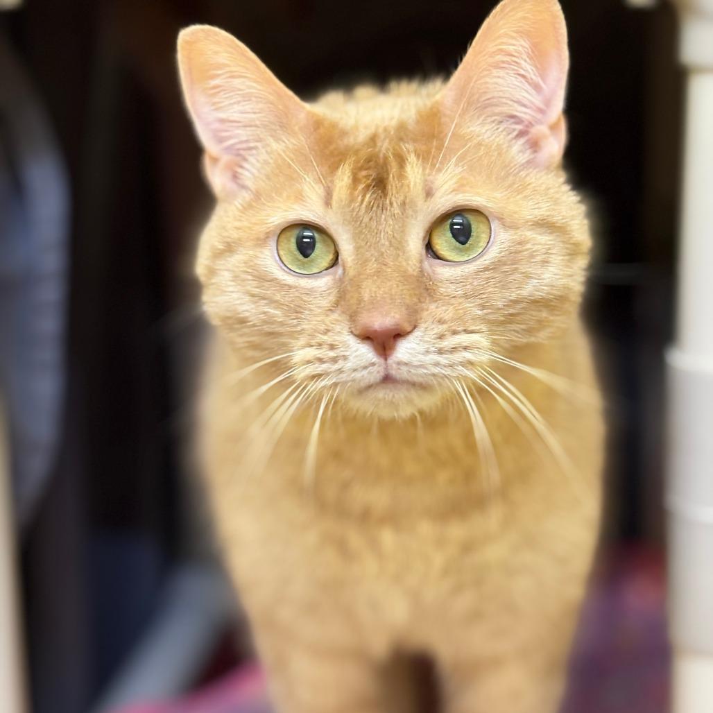 Evie, Adoptable, Adult Male Domestic Short Hair.