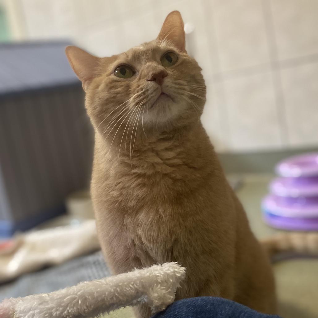 Enlarge Evie, a Adoptable Domestic Short Hair in Bedford, NH image 2/6