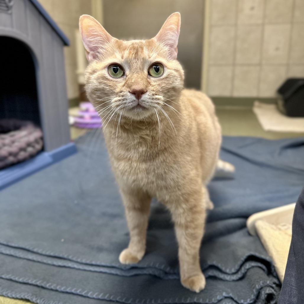 Enlarge Evie, a Adoptable Domestic Short Hair in Bedford, NH image 4/6