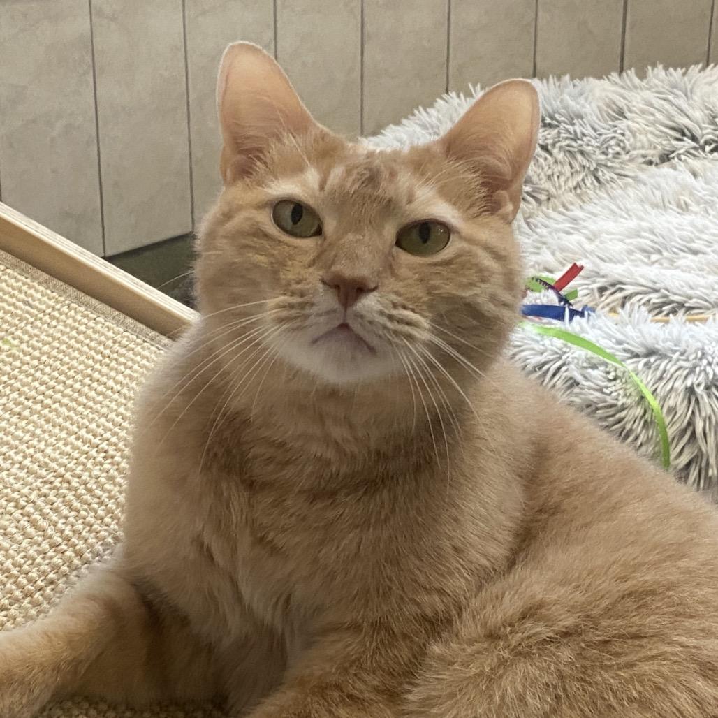 Enlarge Evie, a Adoptable Domestic Short Hair in Bedford, NH image 6/6