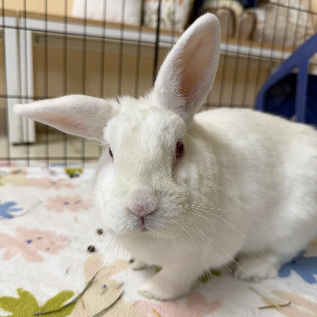 Enlarge Taurus, a Adoptable Florida White in Richmond, CA image 3/6