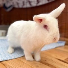 Taurus, a Adoptable Florida White in Richmond, CA image 3/6