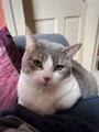 Scout, an adoptable Domestic Short Hair in Blacksburg, VA, 24060 | Photo Image 2