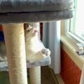 Scout, an adoptable Domestic Short Hair in Blacksburg, VA, 24060 | Photo Image 4