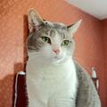 Enlarge Scout, a Adoptable Domestic Short Hair in Blacksburg, VA image 4/4