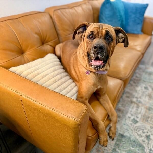 Rosie Posey Belly Rubs Please