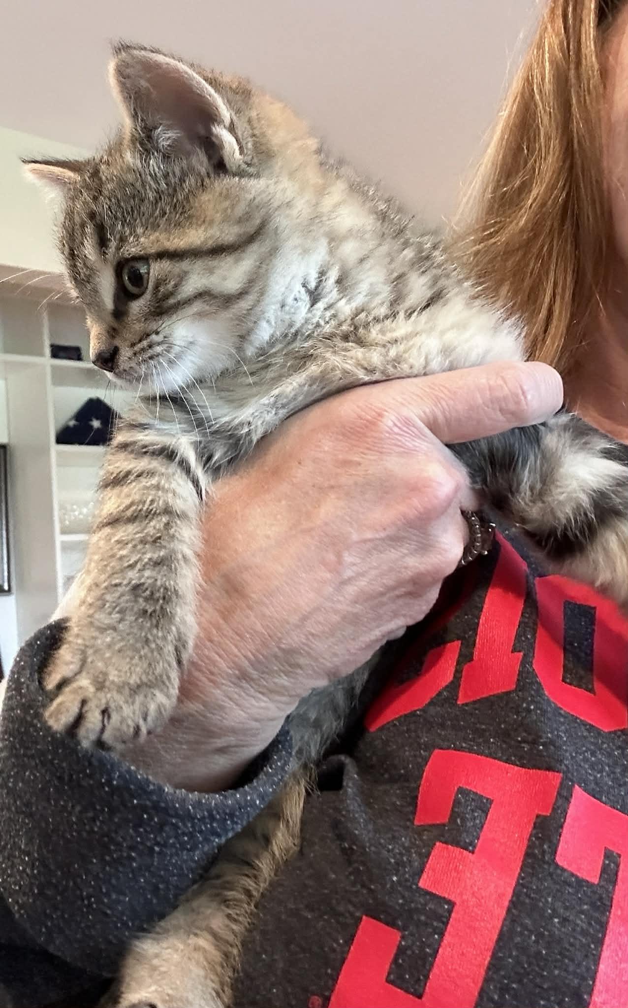 Lilo, an adopted Tabby in Saginaw, MI image 3/5