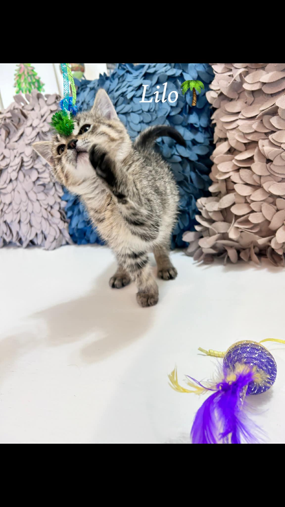 Lilo, an adopted Tabby in Saginaw, MI image 2/5