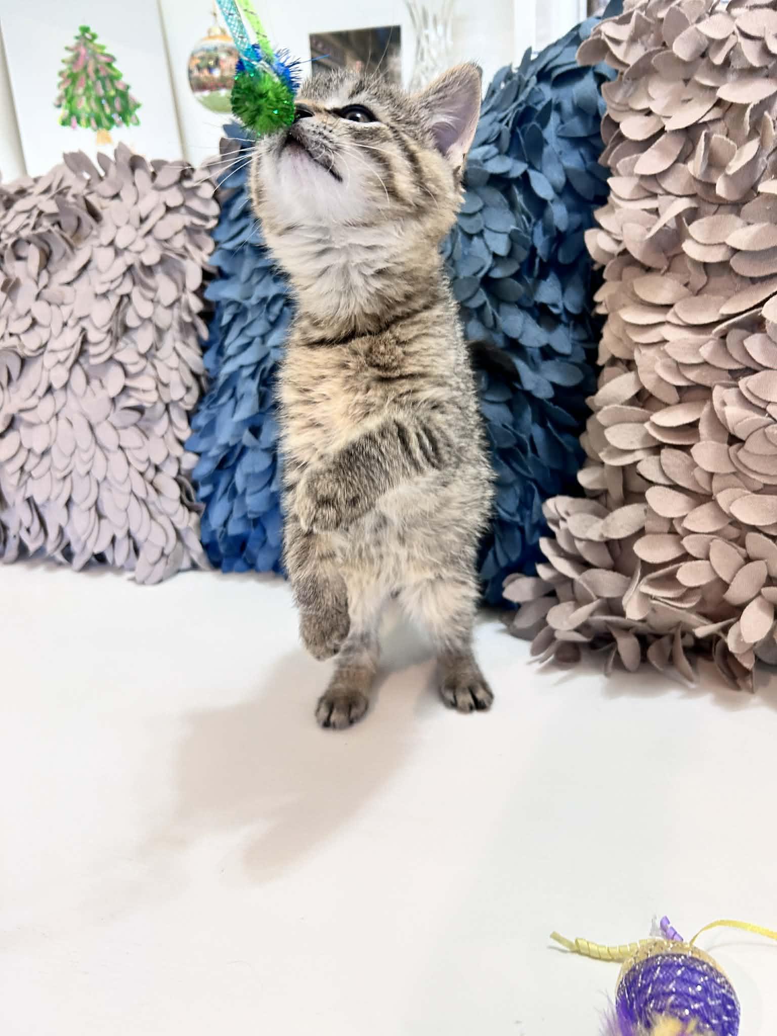 Lilo, an adopted Tabby in Saginaw, MI image 4/5