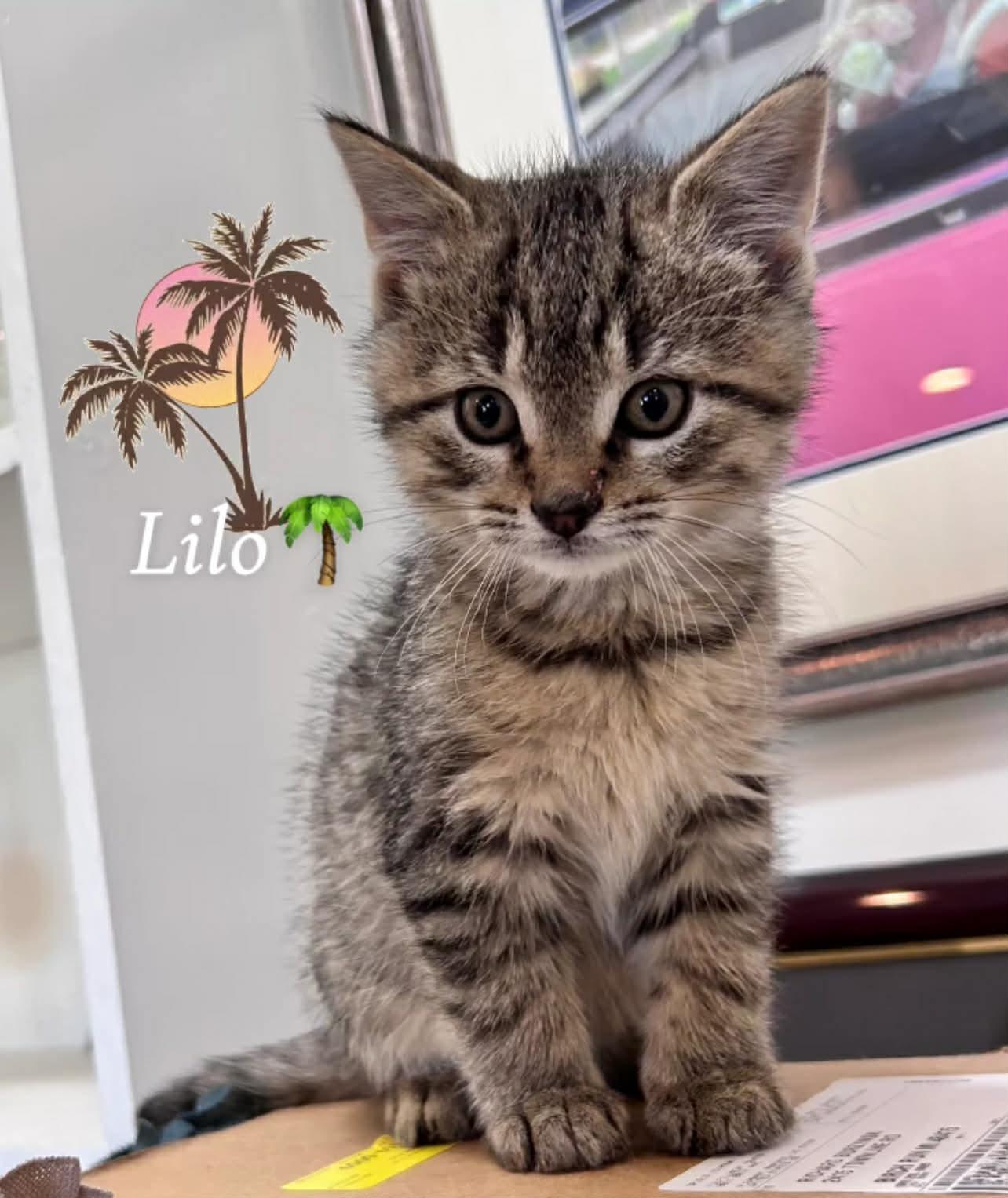 Lilo, adopted, Kitten Male Tabby.
