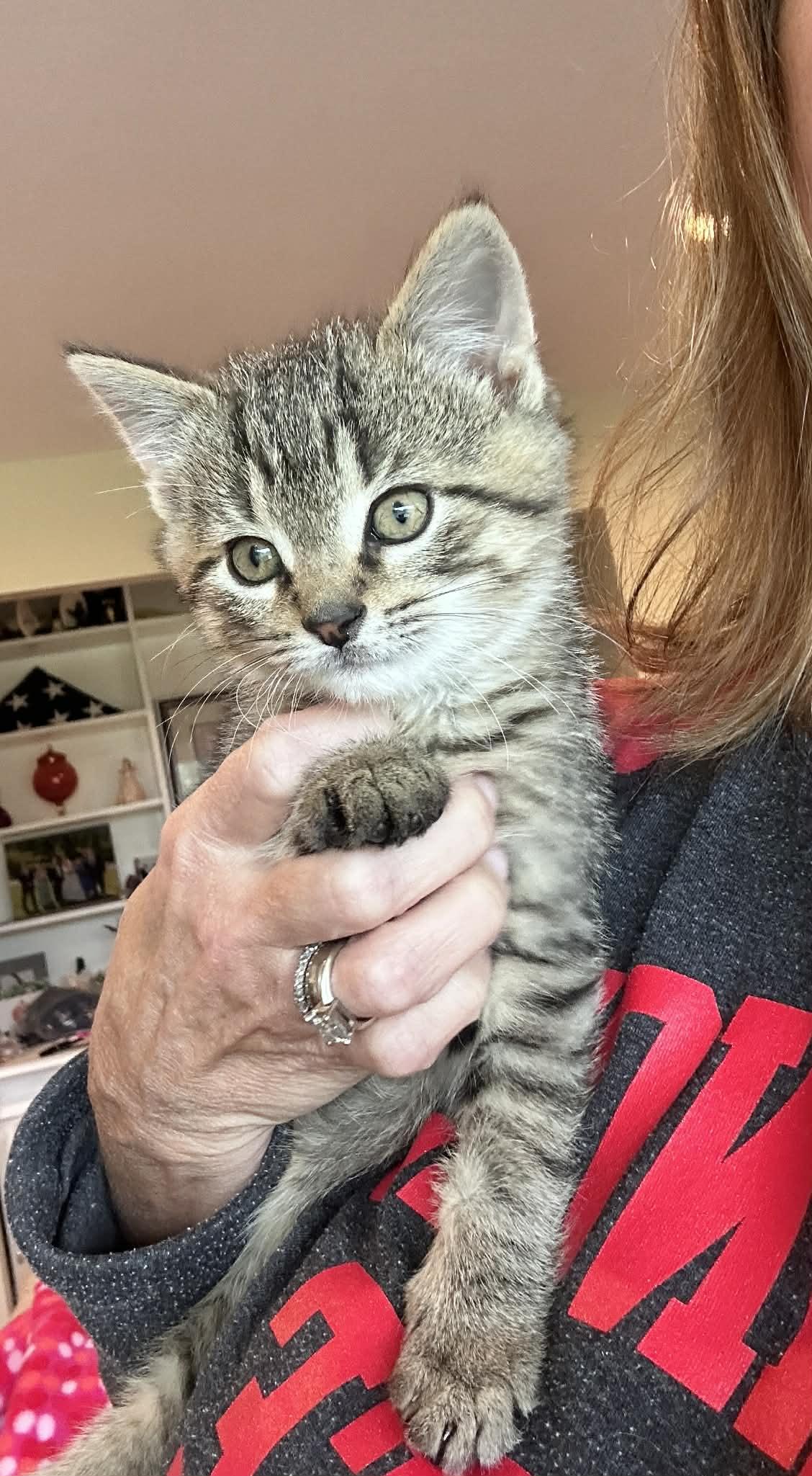 Lilo, an adopted Tabby in Saginaw, MI image 5/5