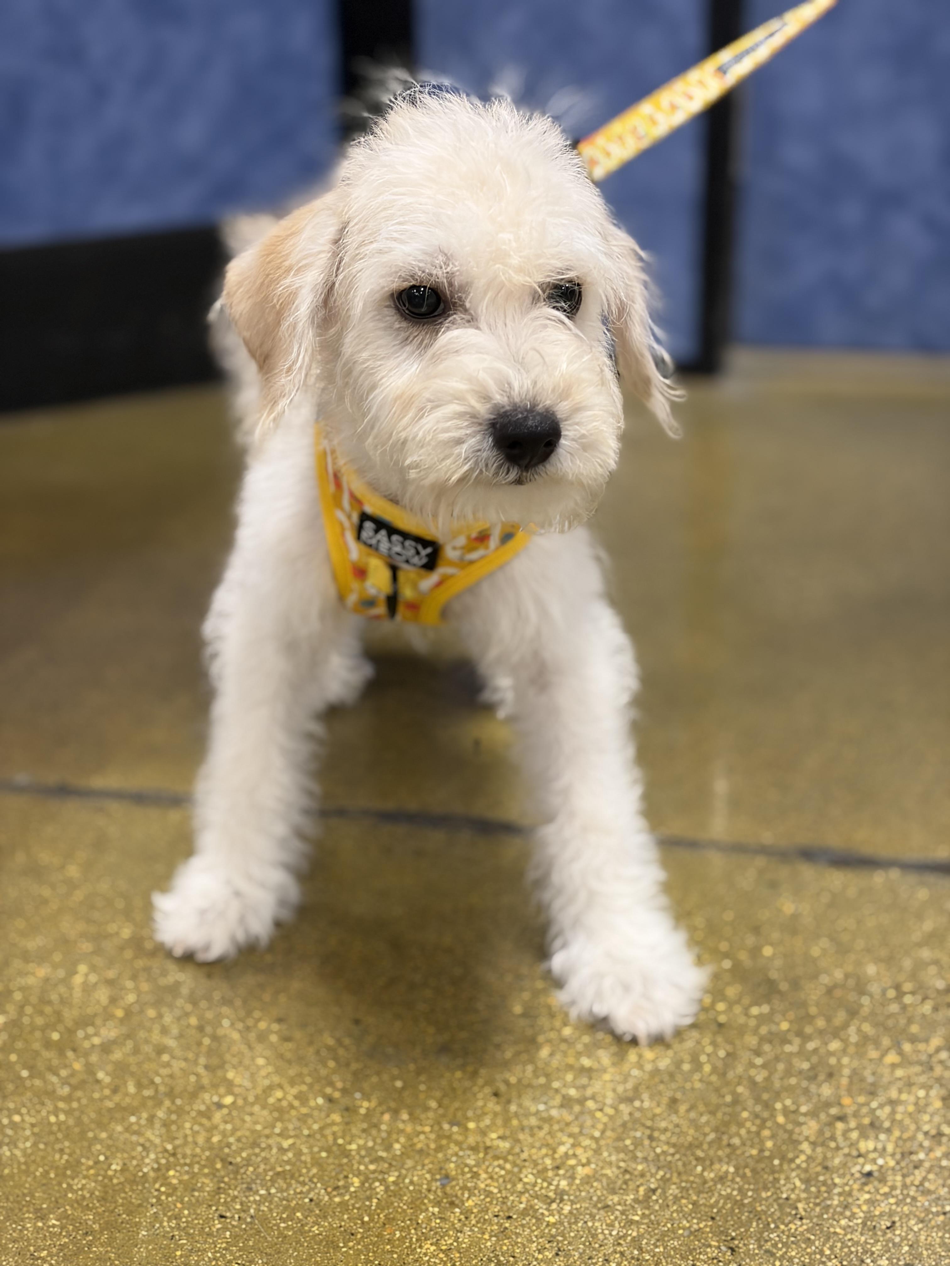 Nathan, Adoptable, Puppy Male Miniature Poodle & Terrier.