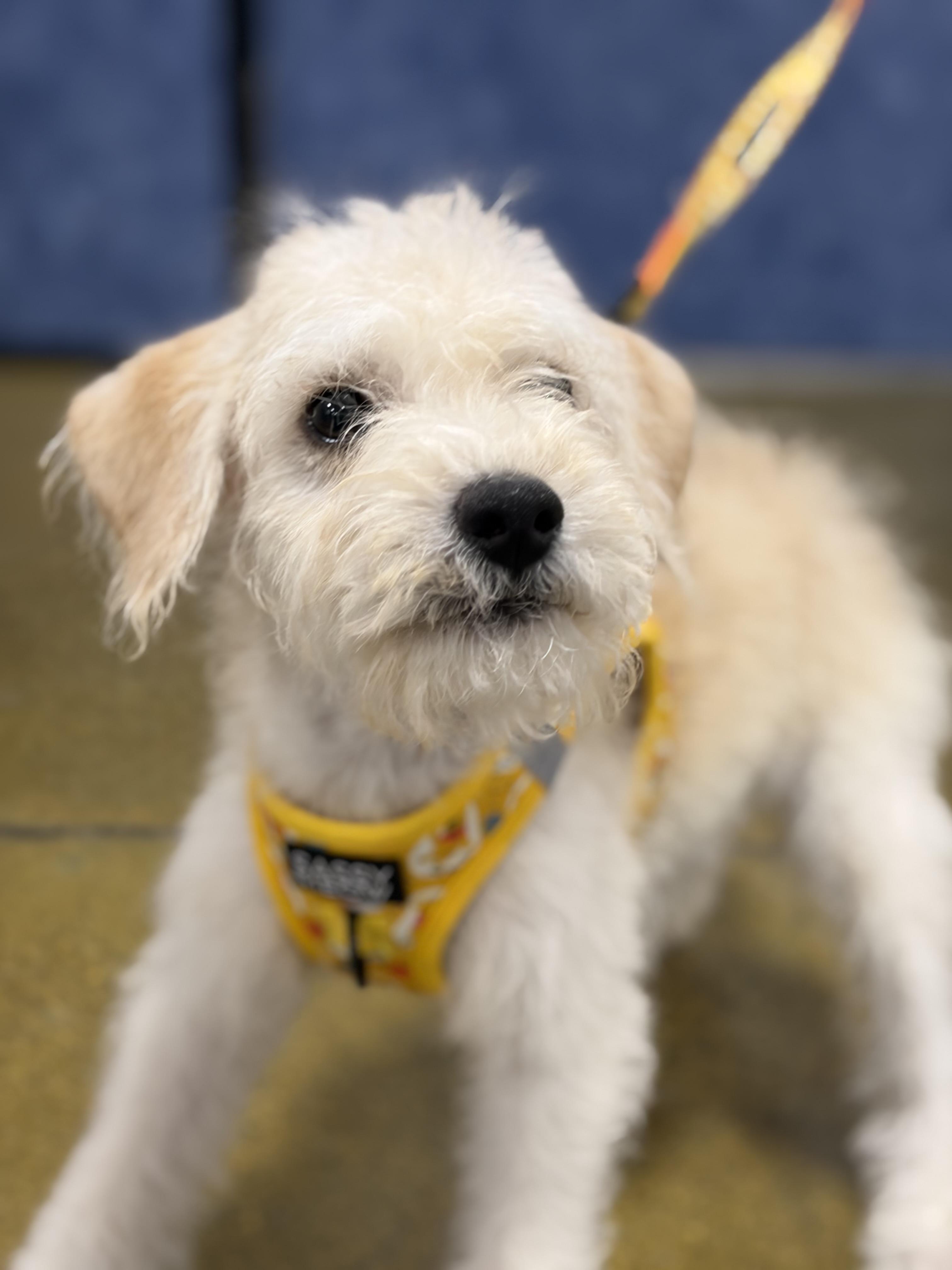 Enlarge Nathan, a Adoptable mixed breed in Corona, CA image 2/3