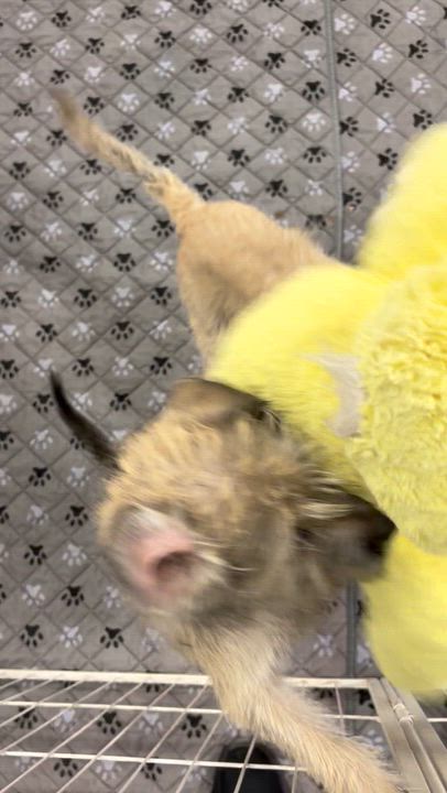 Enlarge Nathan, a Adoptable mixed breed in Corona, CA video 3/3
